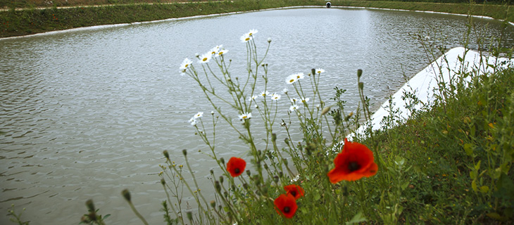 Photo bassin et coquelicot