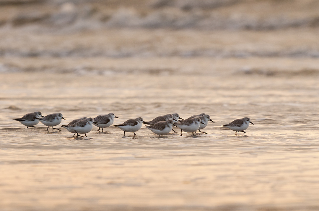 Festival de l'Oiseau et de la Nature - Partenaire Sanef