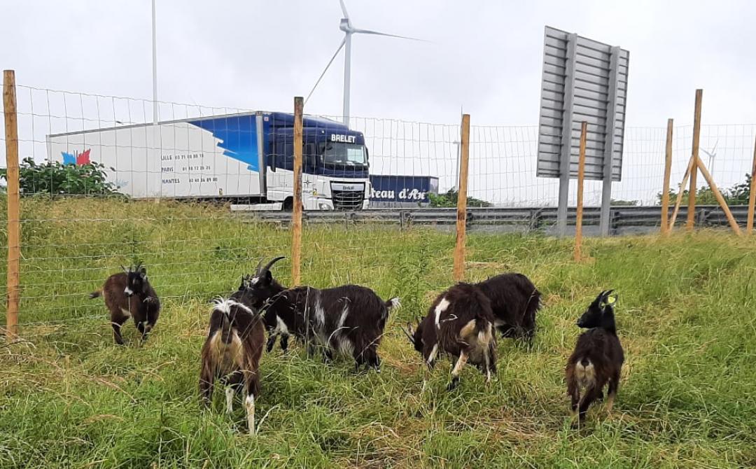 Eco pâturage sur autoroute - Sanef