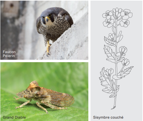 Biodiversité sur autoroute - Sanef